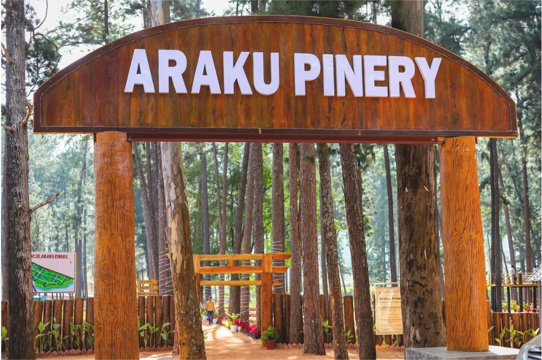 Araku Pinery