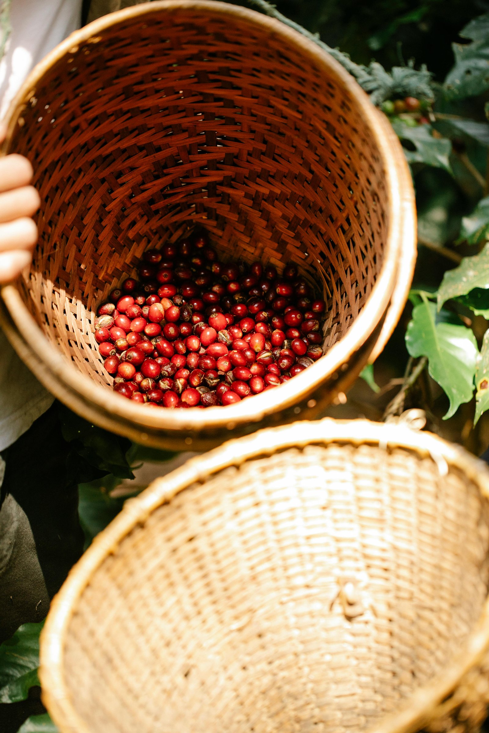 Coffee Plantations